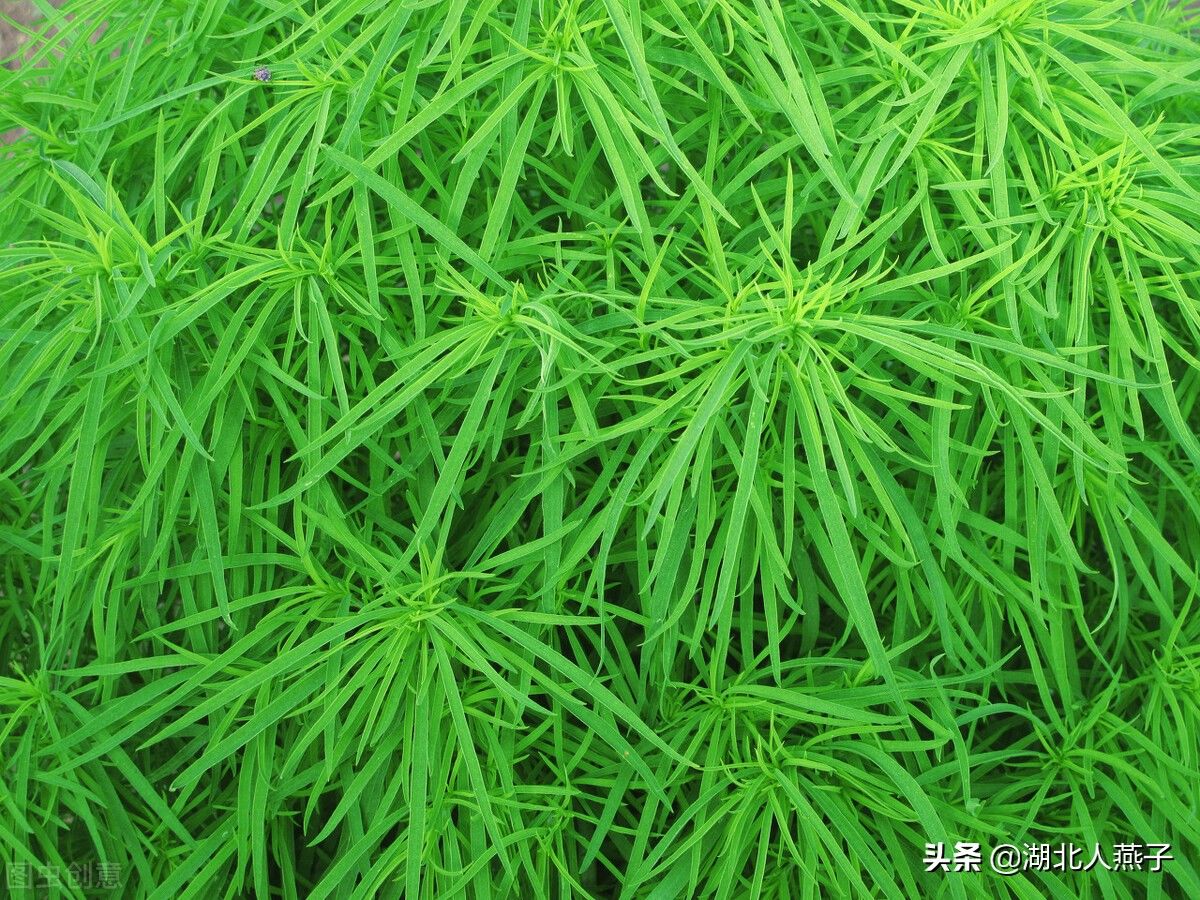 野菜|49种野菜大图片，带你见识不同的野菜和吃法，你想要的野菜这里有