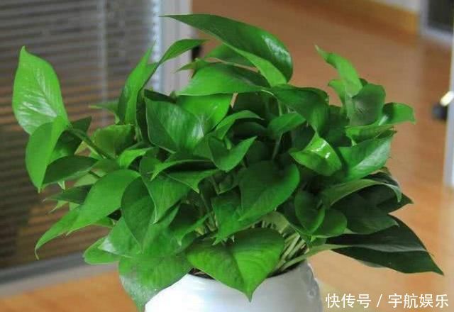 聪明人养花只养这4种,吸甲醛,净空气,客厅养1盆,全家健康