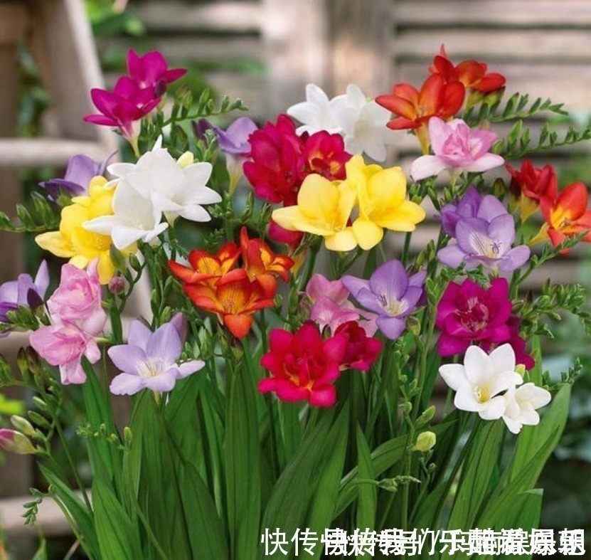 室内观叶|最适合卧室摆放的9种植物,清新素雅,安全无毒,还特好养活