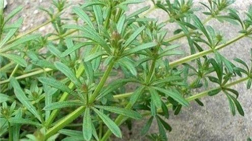 拉拉藤|这种杂草,长得像锯条,农民不喜欢,却是有名的中草药