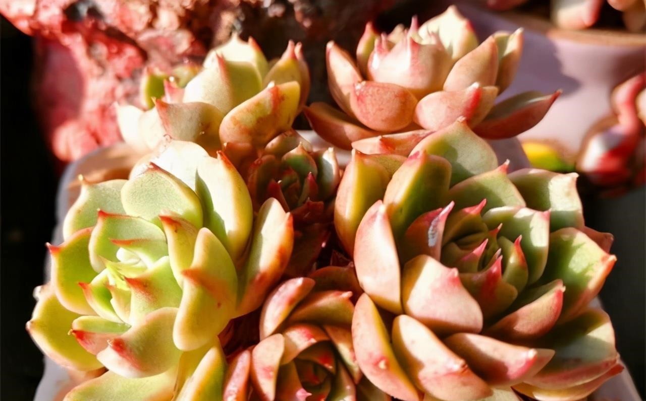 多肉有“三怕”,入冬养护要避开,猛蹿芽冒新根,憋成群生肉墩子