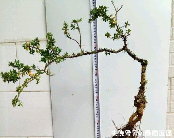 珍珠黄杨产在哪里?有何习性该怎么养护