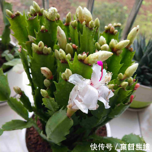 木炭|蟹爪兰烂根了，不用嫁接，盆里放2样东西，10年不烂根
