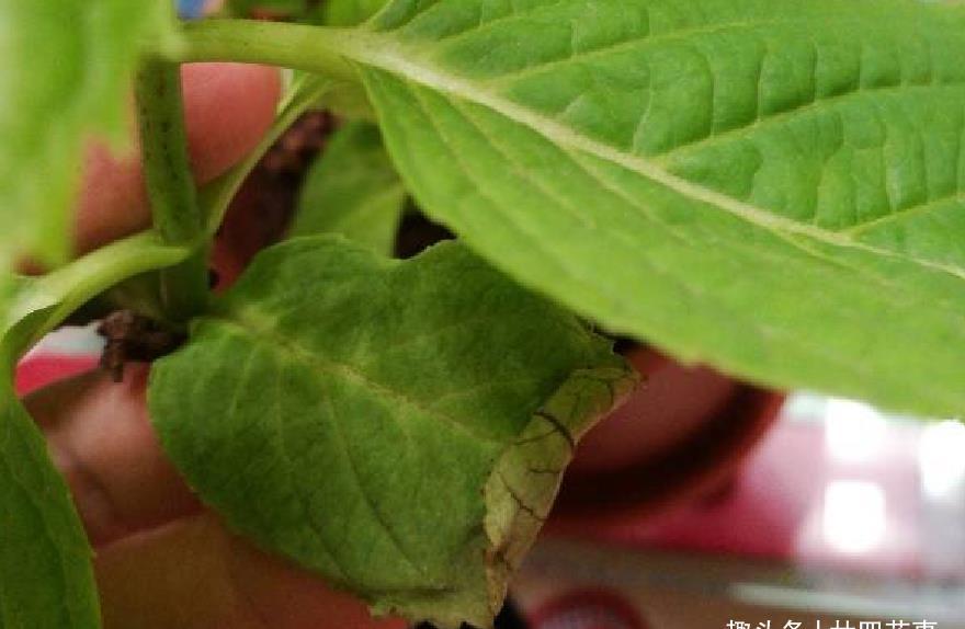 植株|绣球花有“四忌”,不注意叶子萎蔫又干枯,做到位植株茂盛开花多