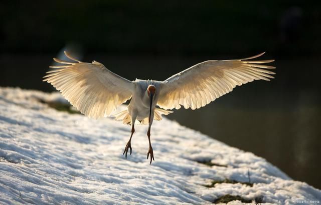鸟仙$朱鹮诗词14首久经风雨珍稀鸟,起舞蹁跹着彩妆