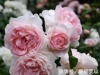 翻倍|想要月季开花多,做好1点是关键,迅速壮根,花量翻倍