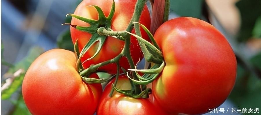 催熟|西红柿打不打激素？看一眼这里就知道，包你买到不打激素番茄