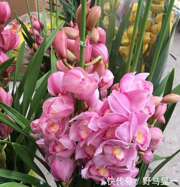 4款艳美的花卉,花大色艳花期长,养客厅一盆,香飘四溢!