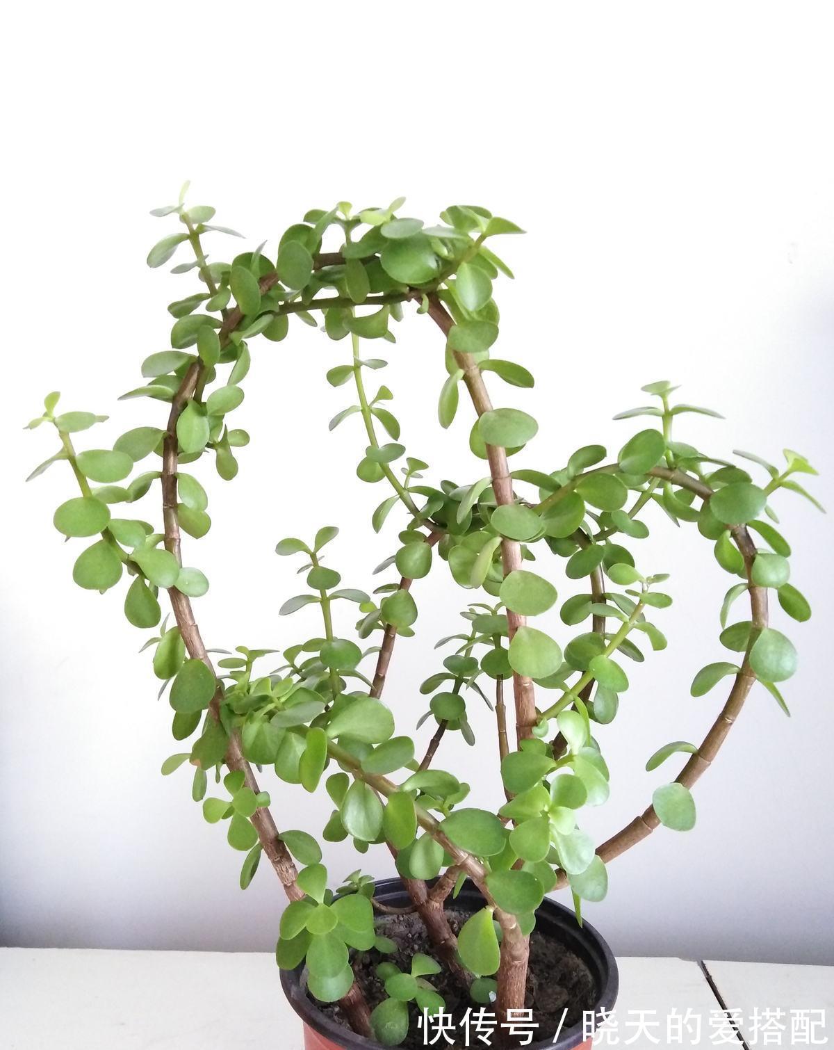 桂花|养4种植物堪称“投资”,养得越久,价值翻好几倍