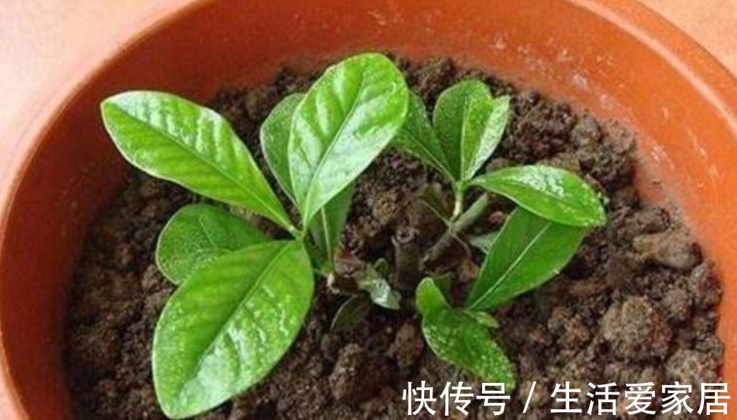 万能土|家庭养花，营养土不用买，自制花土，松软、肥沃，养什么花都旺