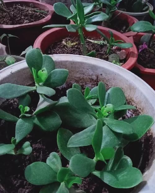 养了20年的玉树，杆子比大腿还粗，满树白花跟下雪了一样