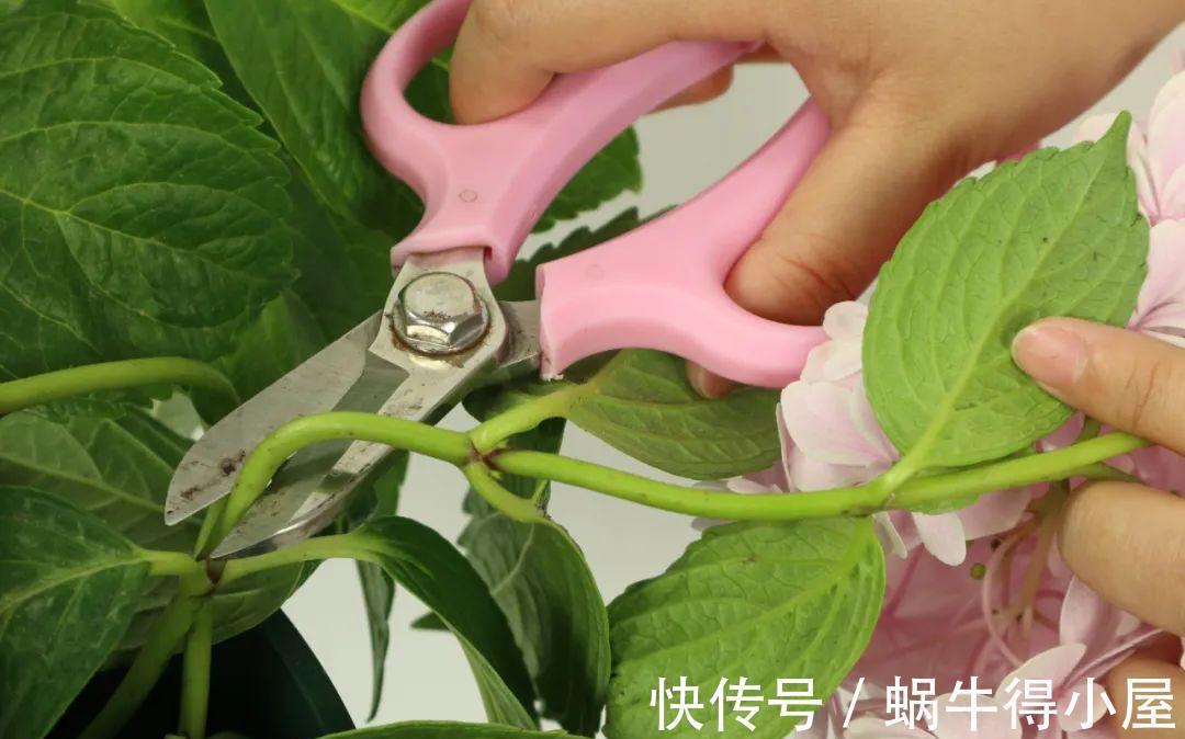 花苞|初秋8种花不能剪,轻则不开花,严重可能剩空盆