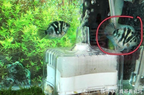 不行|为什么迷你鹦鹉鱼成为公认的爆缸冠军,而其他观赏鱼就不行