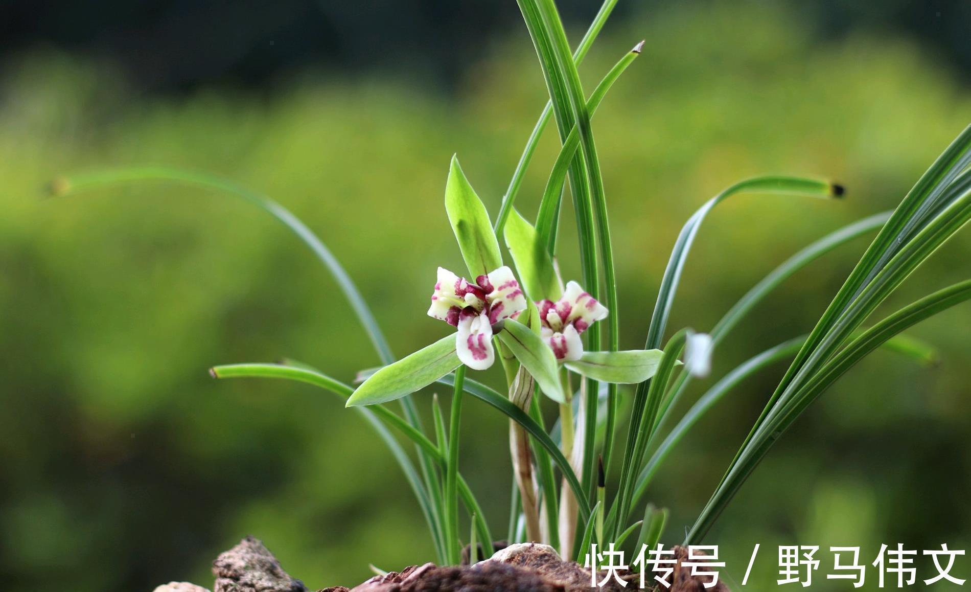 养分|入冬养兰有“三怕”,避开不落蕊,缀出白嫩萝卜根,绽放层叠群兰