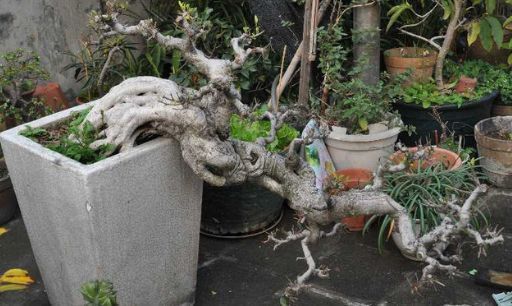 公公山上捡了个老树桩,养了几年长成盆景,邻居看见想高价收购!