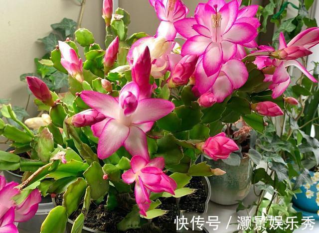 休眠|6种花淋雨就会“烂”,下雨最好放屋里,别忽视