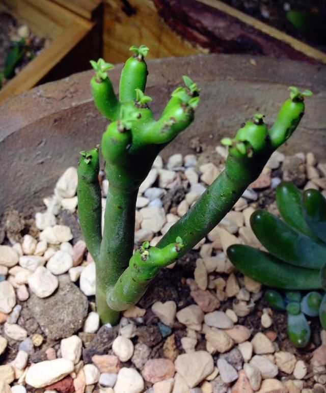 此3种花,就要贱养,不矫情,越懒长的越好,不是吹牛哦!