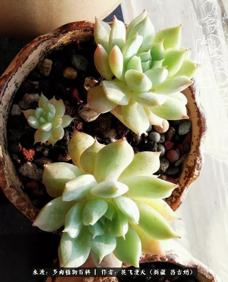 对多肉是发自内心的喜欢,心甘情愿被它们俘虏!
