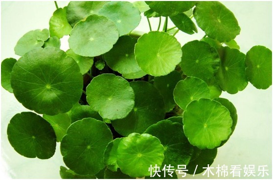 令箭|最简单易活的六种花，几个月照顾一次，都能爆盆