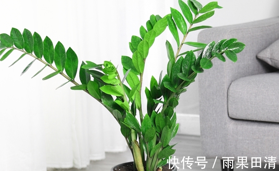 金钱树冬天怎么养？2个重点要了解，避免黄叶掉叶，茎杆黑腐