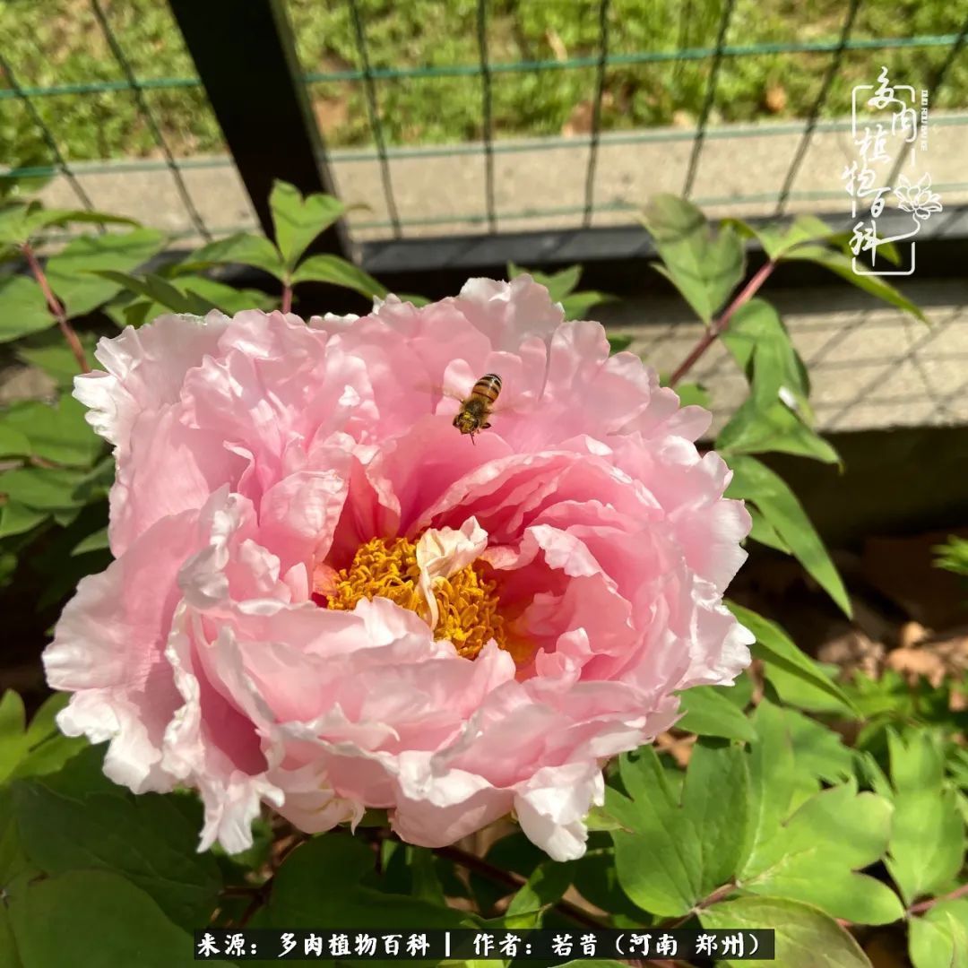 迷你小院儿，种满多肉、花草和蔬果，沉醉在自己的世外桃源！