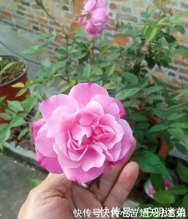 婆婆养月季只选一种，好养抗性强，关键“爱”开花，比养欧月实在