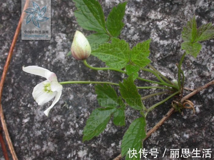 清热解毒|小九头狮子草，见过吗？能清热解毒，利尿，祛瘀通络