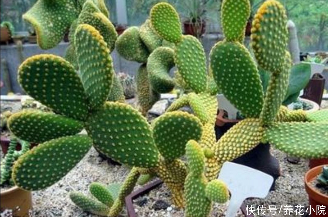 家里养4种“耐旱花”，冬天记得要控水，不然烂根又落叶