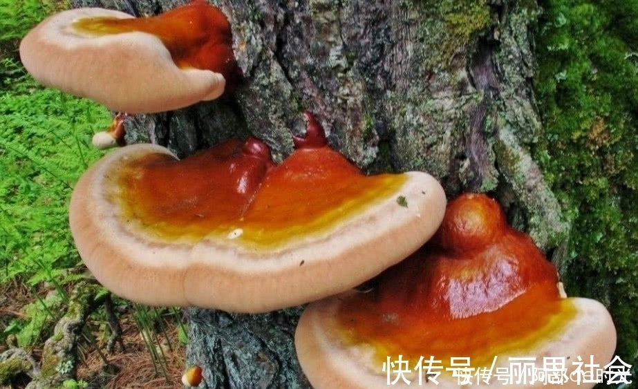 灵芝|这种野生真菌生长在枯木上，看到别当柴火烧了，药用价值极高