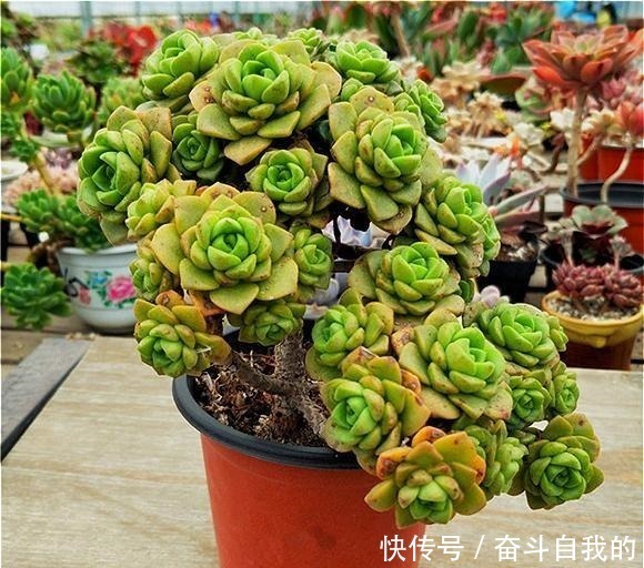 比“玫瑰”还漂亮,养成老桩就是一束手捧花,难怪有人养了几十盆!