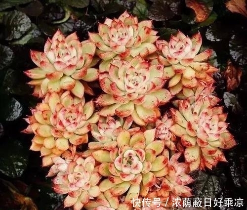 1月做好4件事,多肉开春多冒芽,养成群生肉墩子!