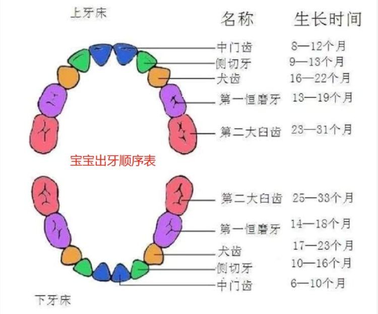 异常|宝宝这四种异常表现，其实在暗示父母：我要长牙啦！附出牙顺序表