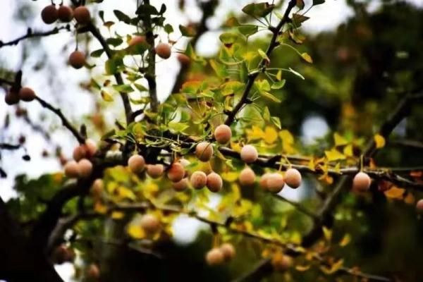 银杏|阜阳已出现！不要吃！有毒！