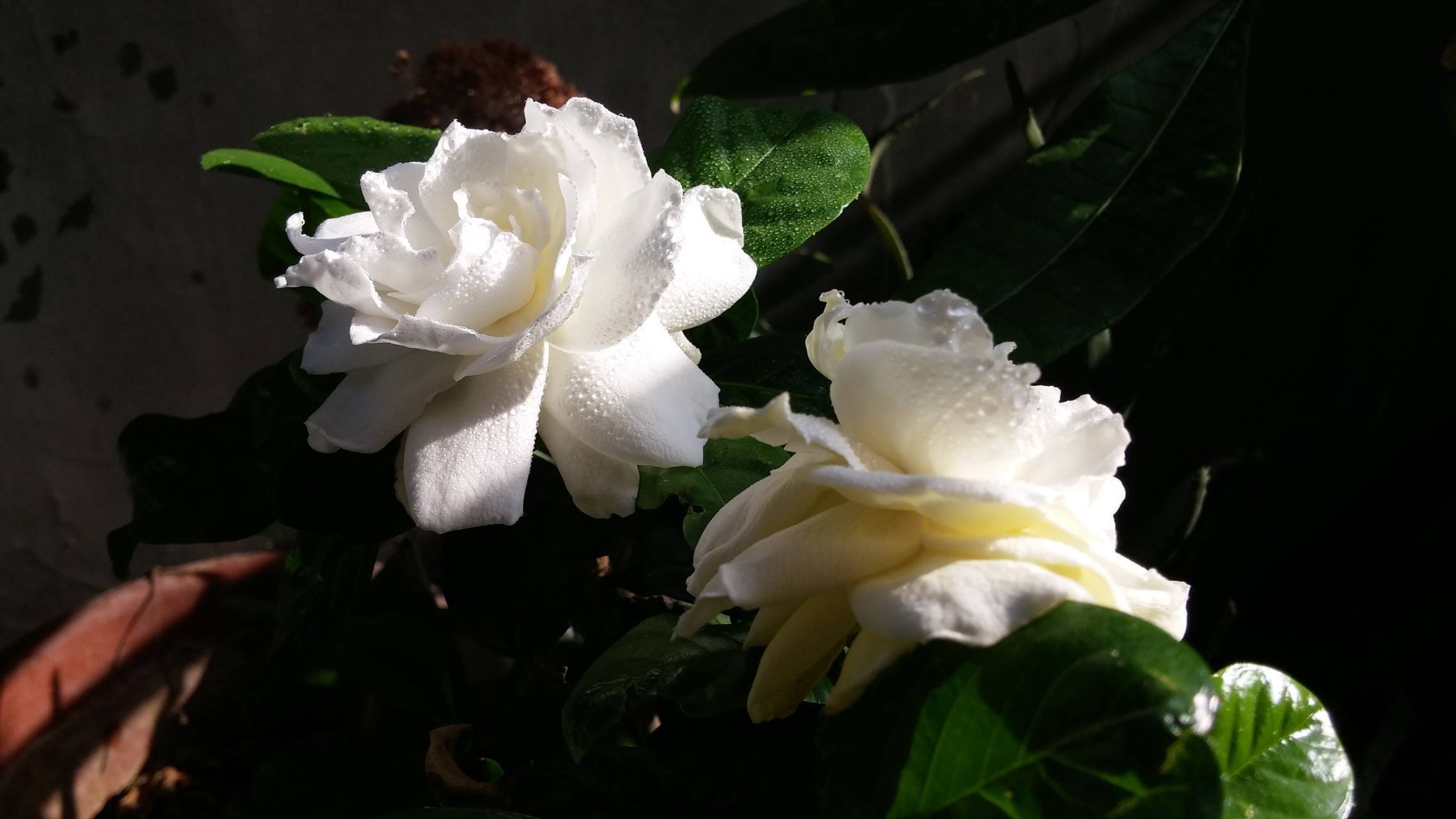 分枝|栀子花三天两头黄叶,注意5点,叶子绿出油,花开拳头大!