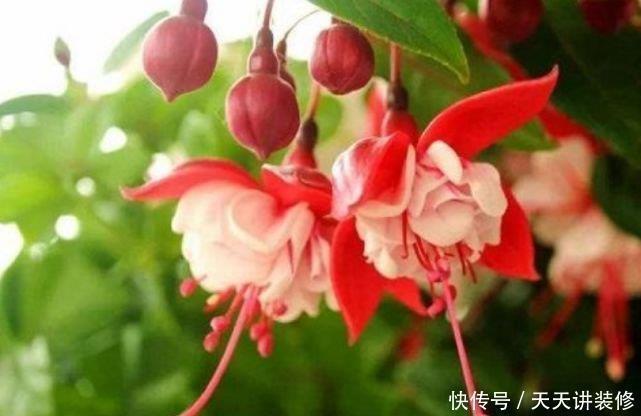 种花|3种花是花中劳模,一年四季开花不断,谁养谁喜欢