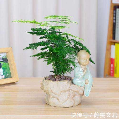 文竹不能这样养,不然很容易出现黄叶情况
