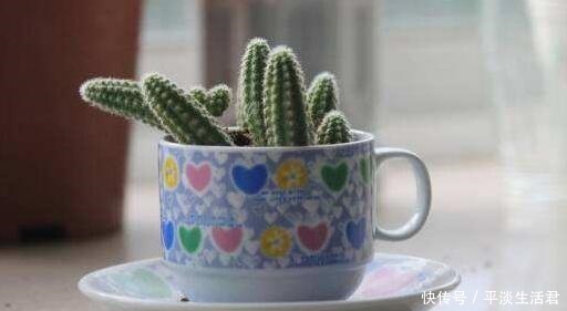 这些破烂不要扔,做成“小花盆”,个性又漂亮,比买的强“百倍”!