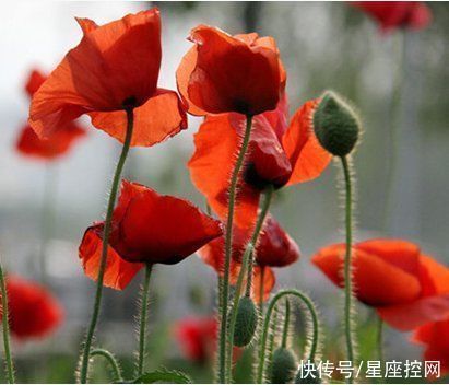 农历|谁的生日是农历此3个月,福气大,贵人多,总能逢凶化吉笑到最后