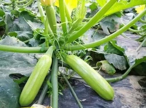 金皮西葫芦|对身体很好的三种食物，美容养生、延缓衰老，早吃早健康！