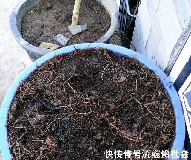 旧土|养花旧土别扔，“3样”东西加一点，土质肥沃，养花特旺，开花多