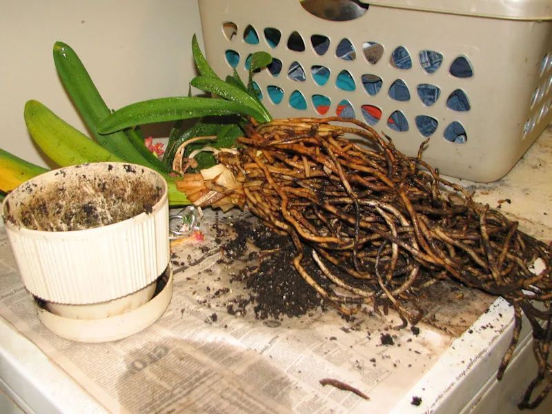 君子兰|为啥很多朋友在家里养不好君子兰,有可能一开始就买错了