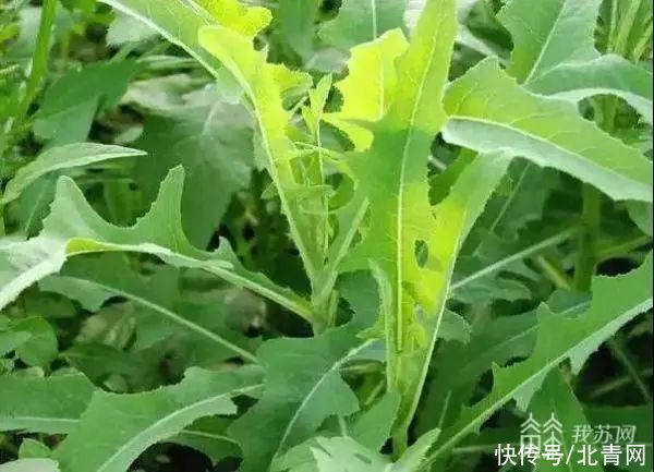 养心|夏天吃点“苦”这些养生食物记得收藏