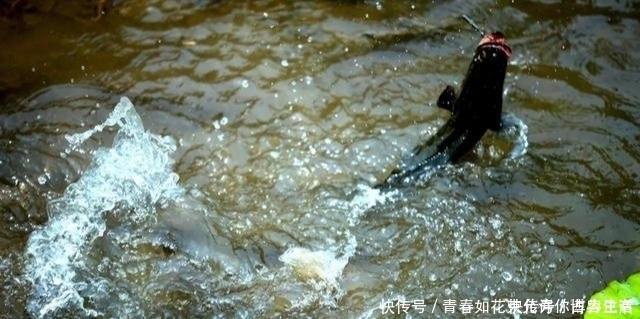 但凡看见鱼在水面频繁跳跃,就赶紧收竿,因为用什么招都不好使
