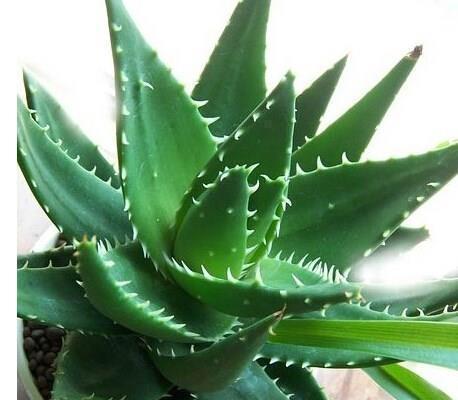 长寿花|家里养花选它,小盆种少浇水,容易长满盆,适合新手!