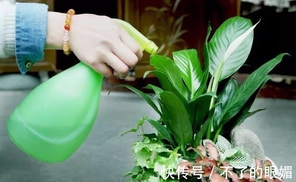 初春养花担心养不活,教你几个小妙招让家里的花生机勃勃