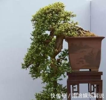 修剪|养一盆金枝玉叶，一剪一扎，轻轻松松，变成值钱的“盆景”