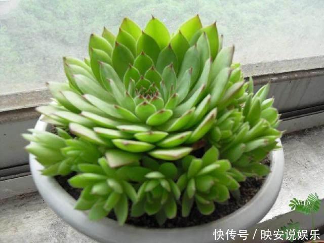 爆盆|这种多肉掉地上就生根,一年可变几百盆,生的小崽在周围,美极了