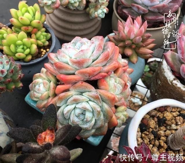 百科|养多肉三年多,初见惊鸿!累并快乐着!养多肉三年多,初见惊鸿!累并快乐着!