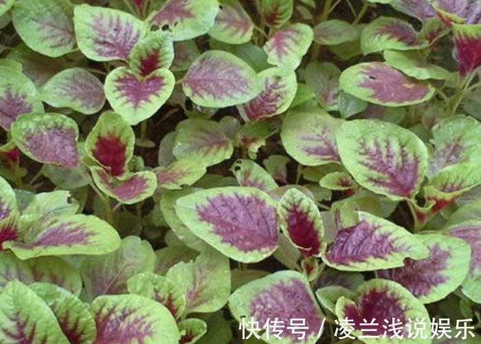 苋菜可以种到阳台上?看看别人都是怎么种的,收割一茬又一茬!