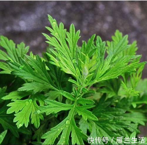 药材|毫不起眼的野草，又是野菜又是中药材，这3种经常见到
